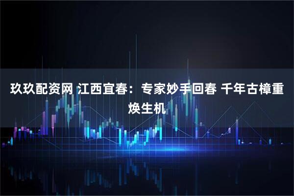玖玖配资网 江西宜春：专家妙手回春 千年古樟重焕生机